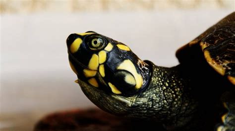 CDC warns against kissing small turtles over salmonella risk